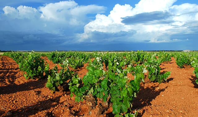 Meet Spain’s best young wine from Bodegas Campos Reales Meet Spain’s best young wine from Bodegas Campos Reales