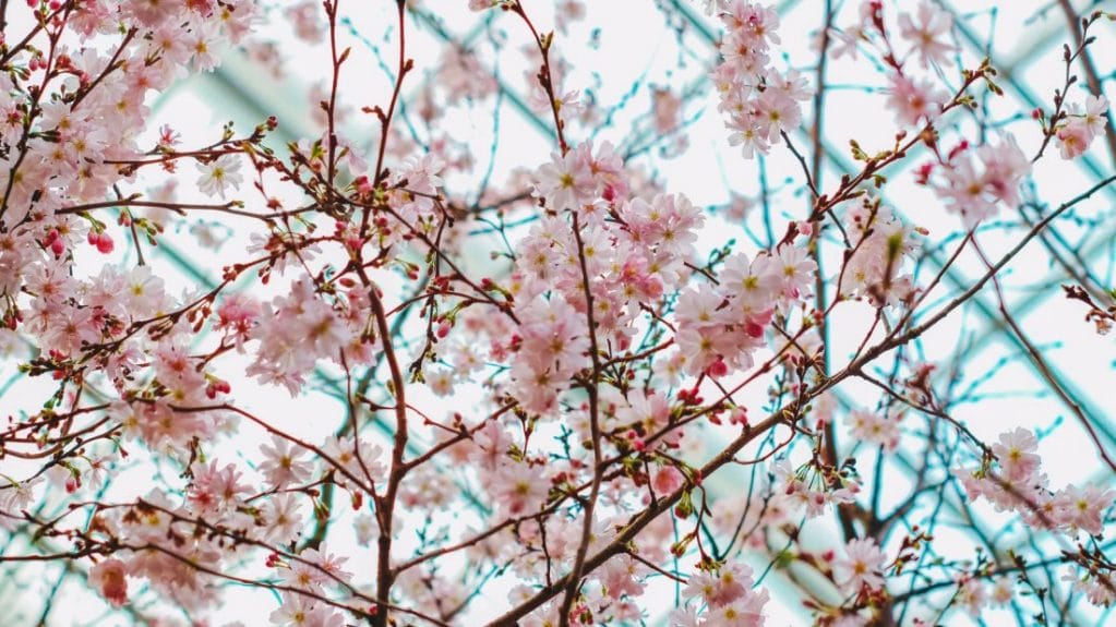 Blooming Activities for the Weary Soul Blooming Activities for the Weary Soul