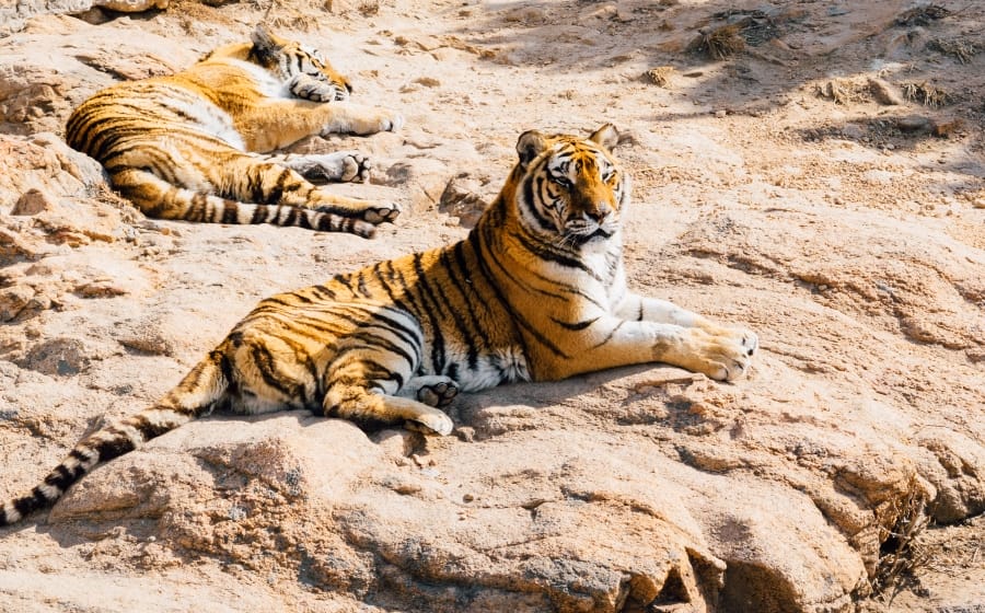 Welcome To the Wonderful World of Live Zoo Cams Welcome To the Wonderful World of Live Zoo Cams