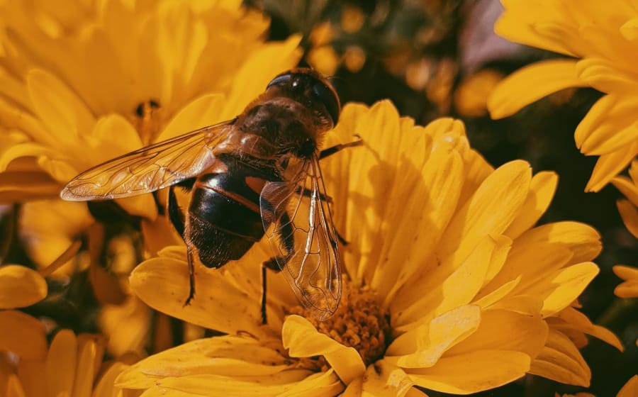 The Birds, Bees and Gender Discrimination According to Dr Martha Tara Lee The Birds, Bees and Gender Discrimination According to Dr Martha Tara Lee