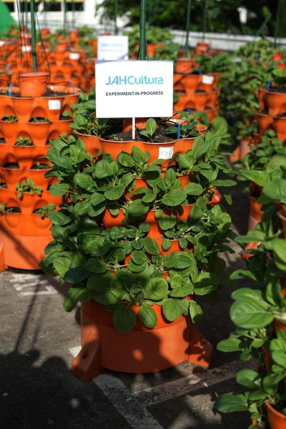 A Tour Of the Nature’s International Commodity With JAH Cultura's Tan Chong Hui