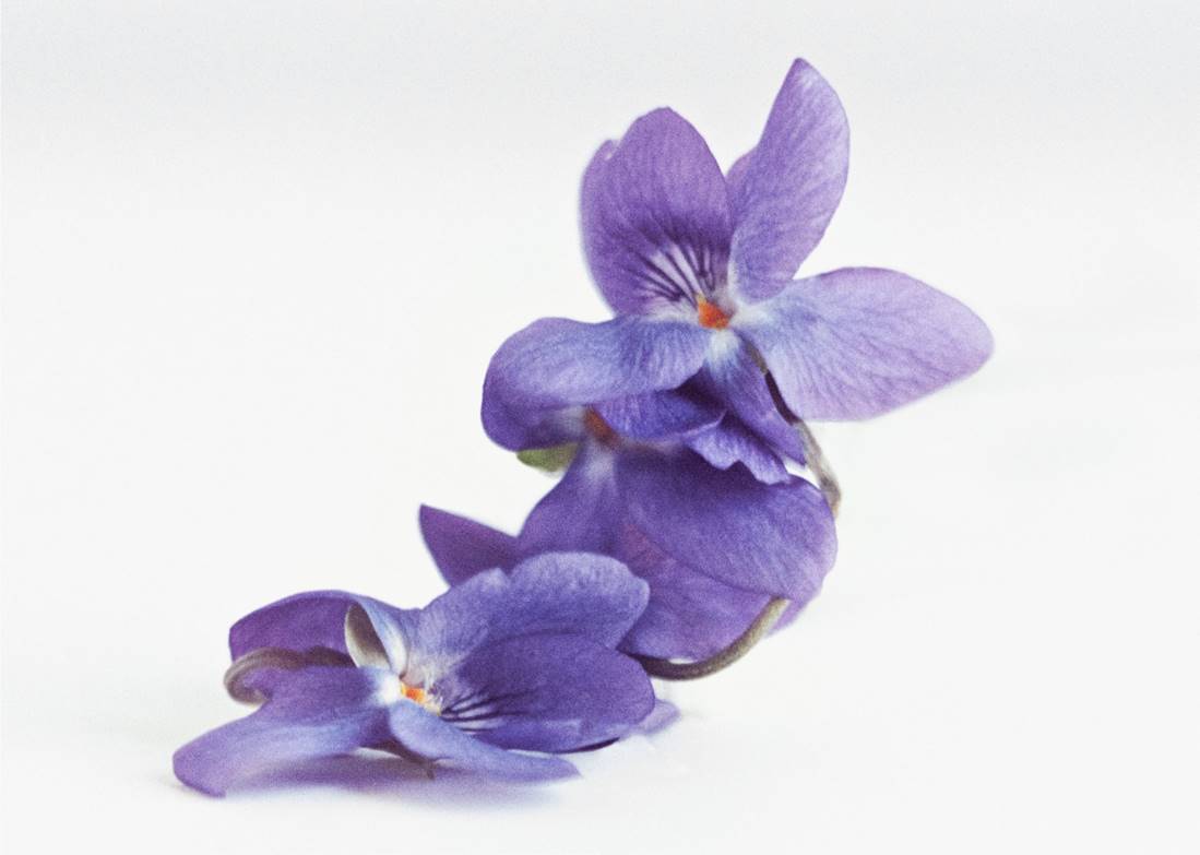 ObjectsOfDesire: the Hermessence Violette Volynka - Men's Folio